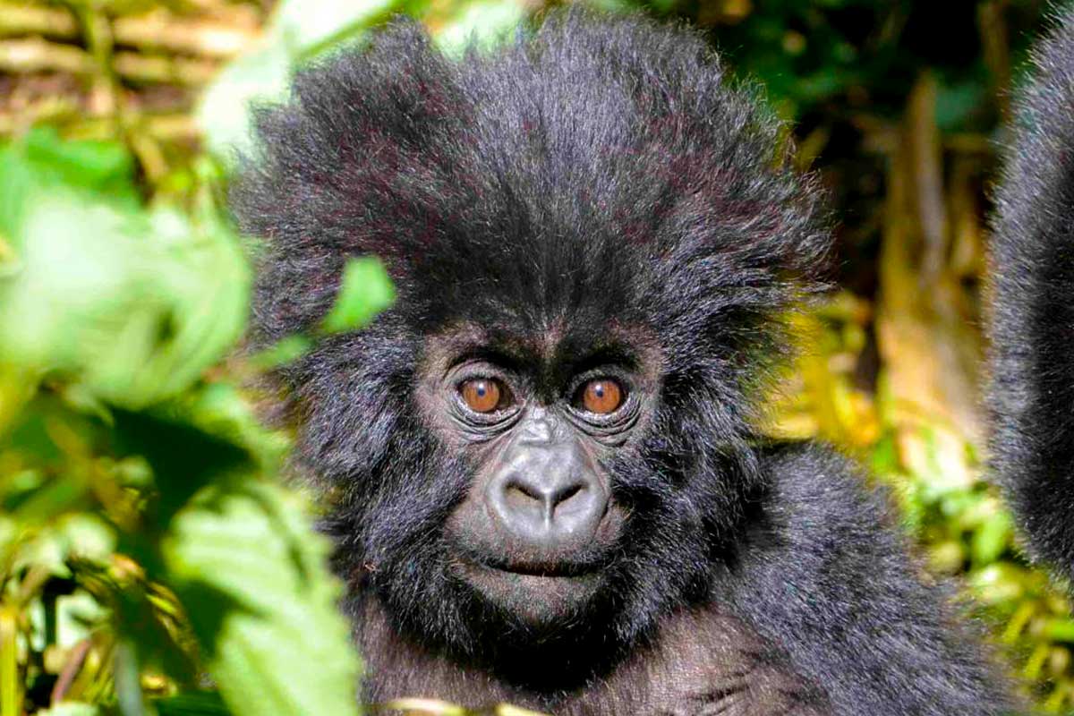 1 Day Gorilla Trekking Rwanda
