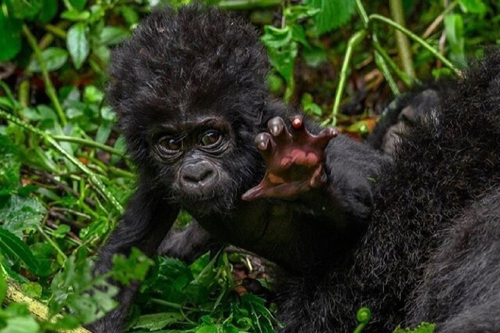 Rwanda Uganda Gorilla Safaris