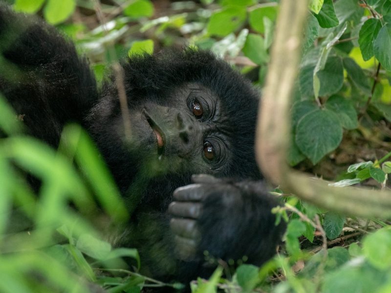 Rwanda Uganda Gorilla Safaris