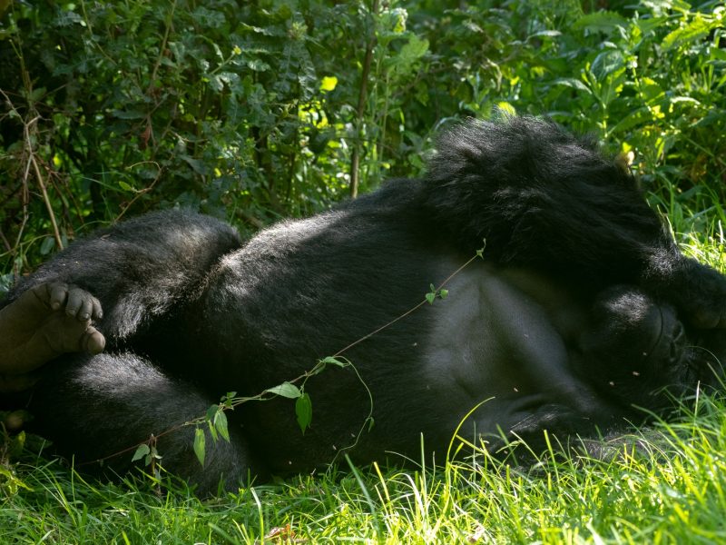 Rwanda Uganda Gorilla Safaris